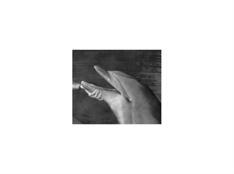 Save the Saddest Dolphins